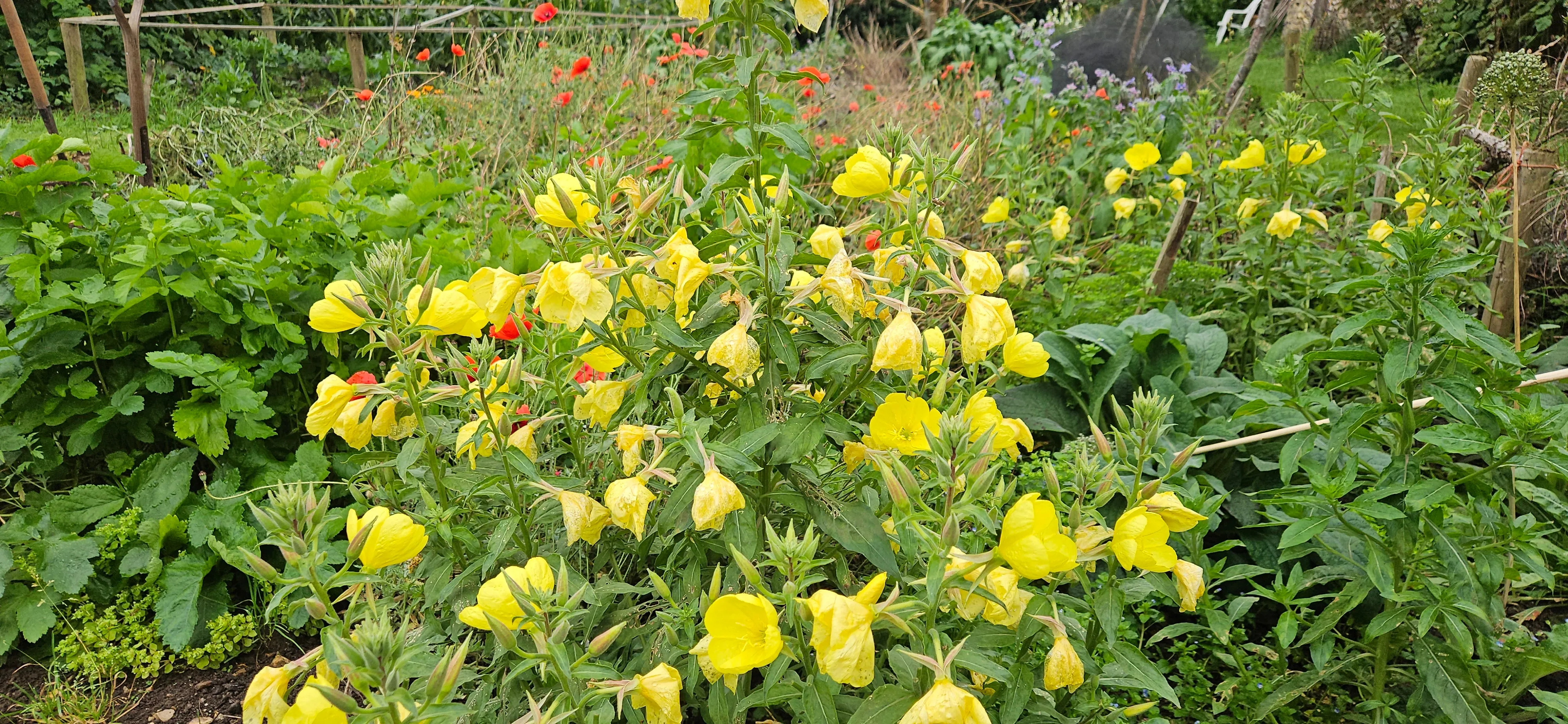 Evening Primrose, 2g