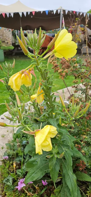 Evening Primrose, 2g