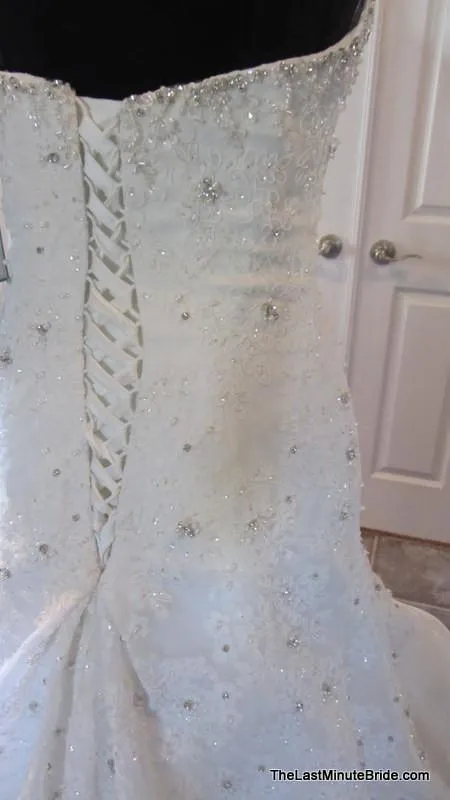 Sophia Tolli Tigris Y11305